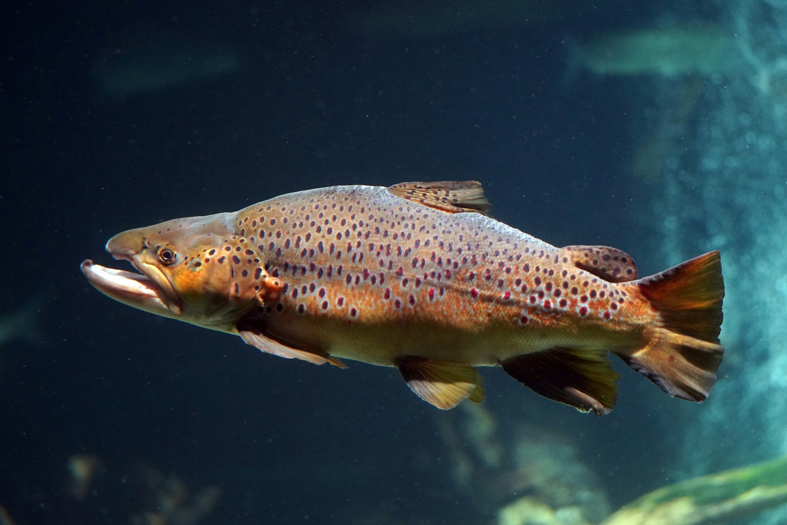 Brown Trout Brown Trout